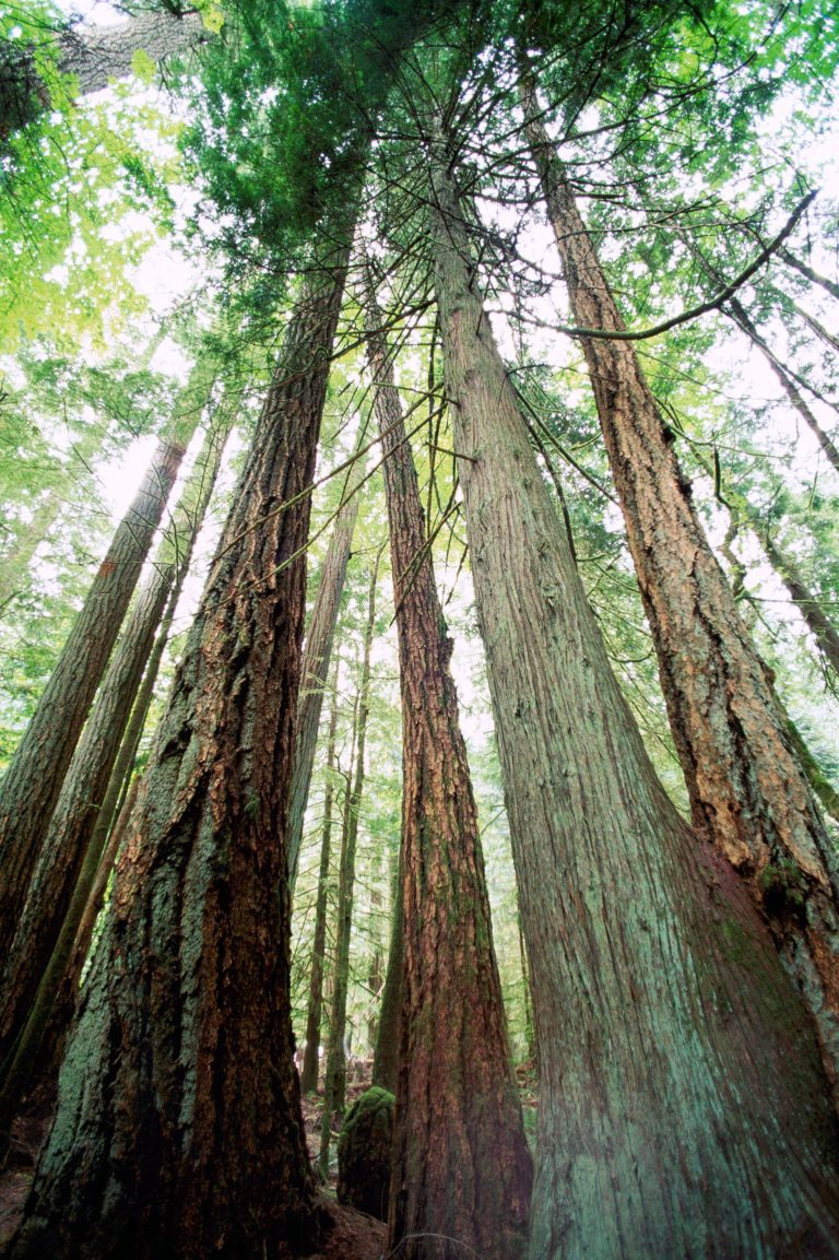 Western Red Cedar Trees And Douglas Fir Trees On The West Coast Of   A35y1d 1 768x1153 